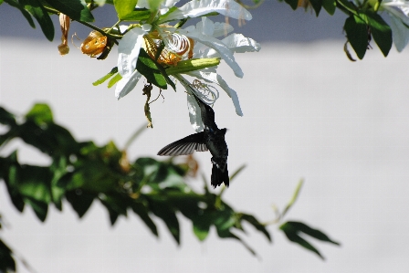 Foto Beija flor pássaro primavera magia