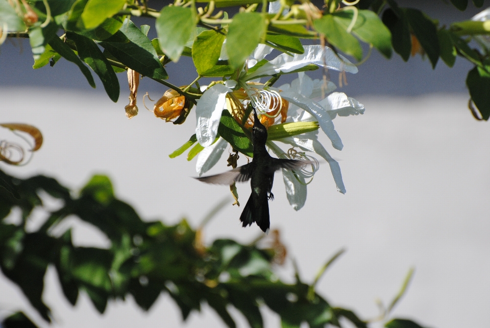 Colibri oiseau printemps la magie