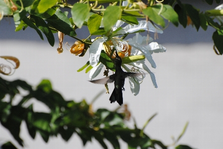 Foto Beija flor pássaro primavera magia