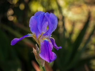 虹彩
 花 開花植物
 花弁 写真