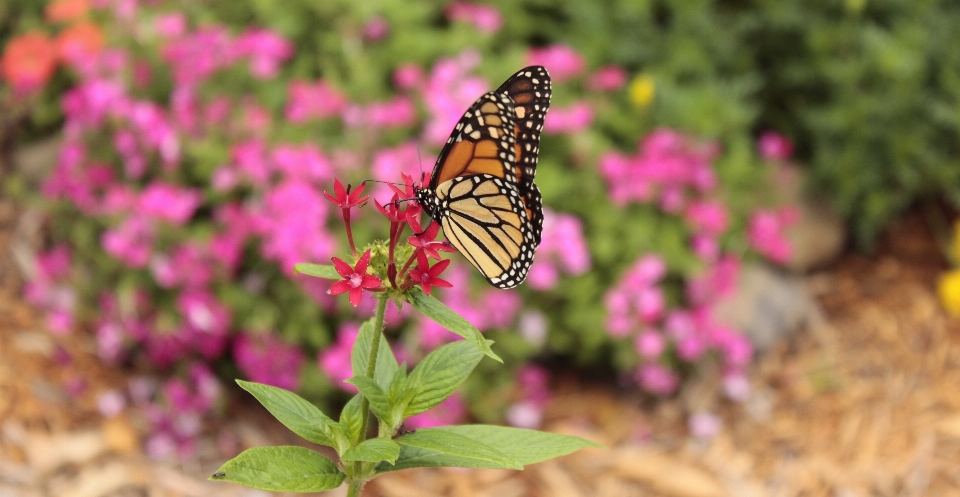 Butterfly floral flowers cynthia subgenus