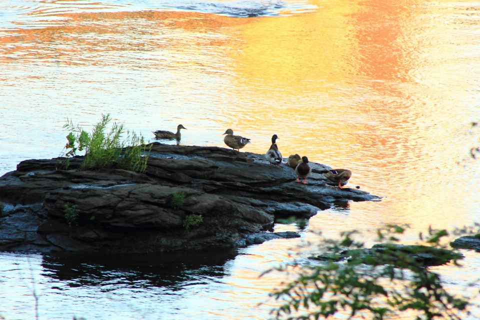 Orange des oiseaux rock eau