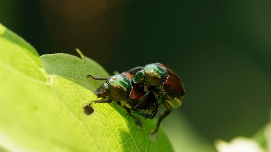 Popillia japonica beetle scarab mating Photo