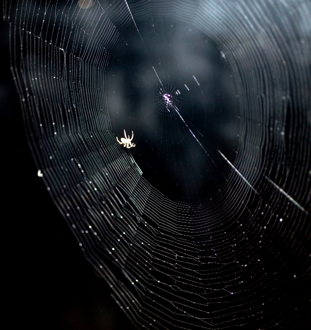 Araña telaraña
 telaraña agua