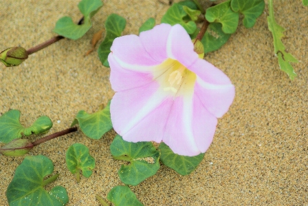 Flower wild sweet potato petal pink Photo