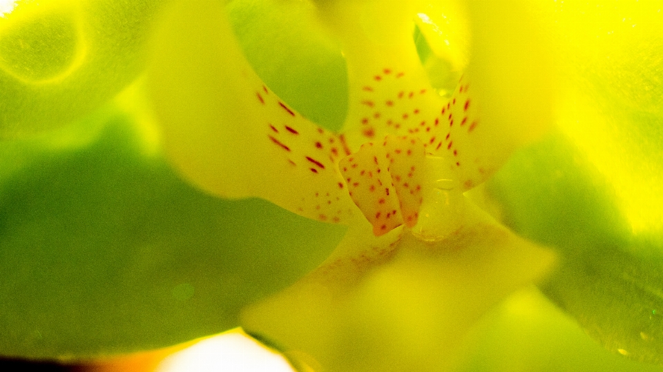 花 黄色 緑 花弁