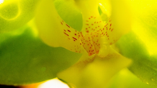 花 黄色 緑 花弁 写真