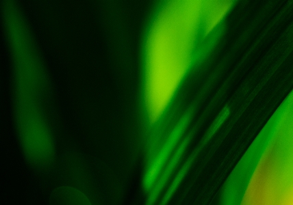 Flora grass green light Photo