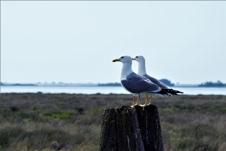 Venedig lagune gull bird Photo