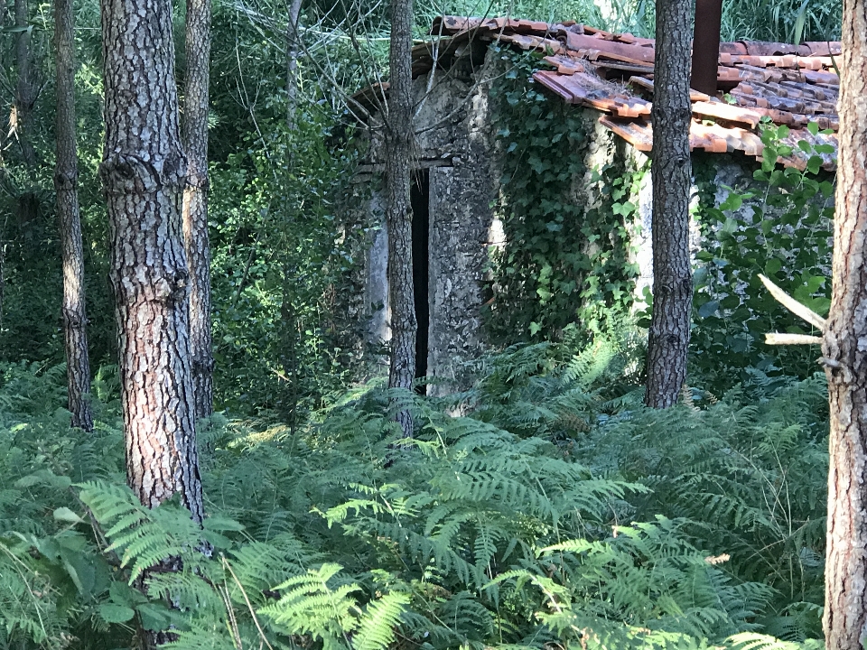 Hut tropical and subtropical coniferous forests tree forest