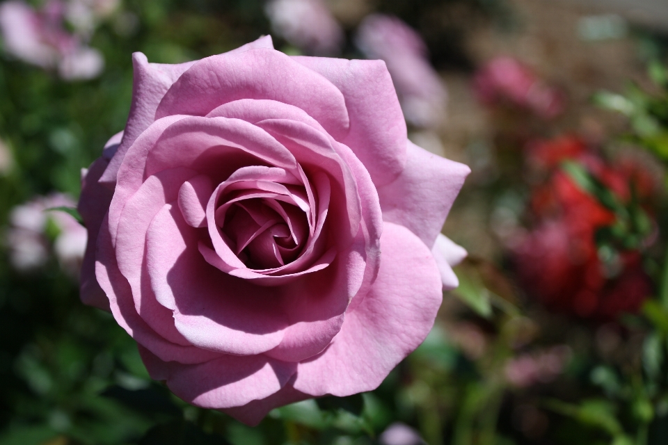 Flowers flower flowering plant garden roses