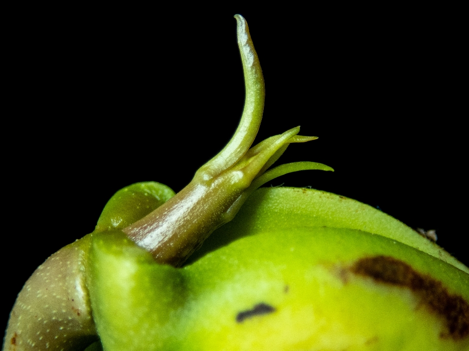 Mango tree seed green