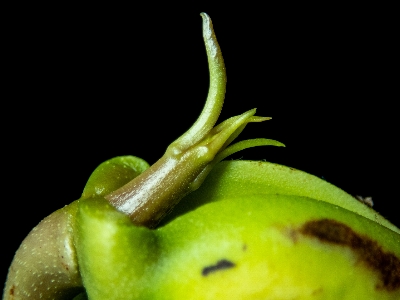 Foto Manga árvore semente verde