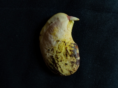 Mango tree seed green Photo