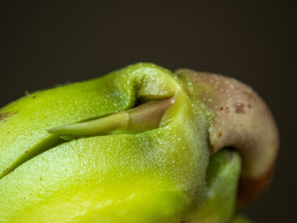 Mango albero seme verde