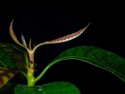 Mango tree seed green Photo