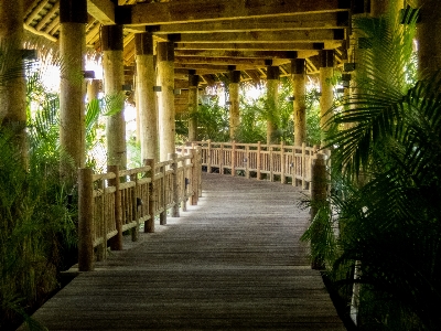 Tunnel jungle tropic palm tree Photo