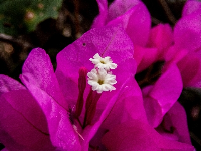 花 開花植物
 花弁 ピンク 写真