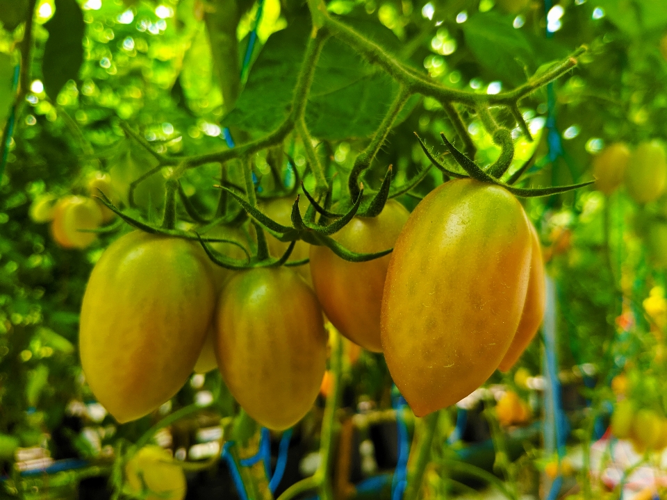 Tomate cereza verdura verde