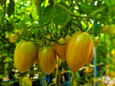 Tomato cherry vegetable green Photo