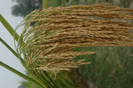 Rice agricultural paddy fields Photo