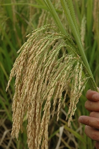 Rice agricultural paddy fields Photo