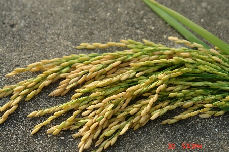 Rice agricultural paddy fields Photo