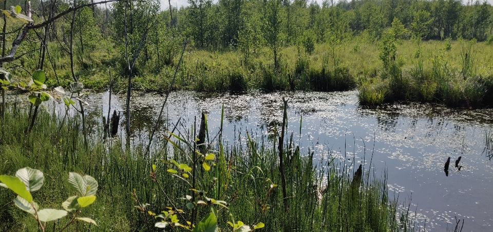 Swamp lithuania wetland water