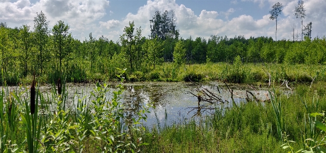 Swamp lithuania wetland water Photo