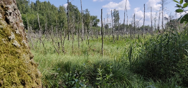 Swamp lithuania wetland water Photo