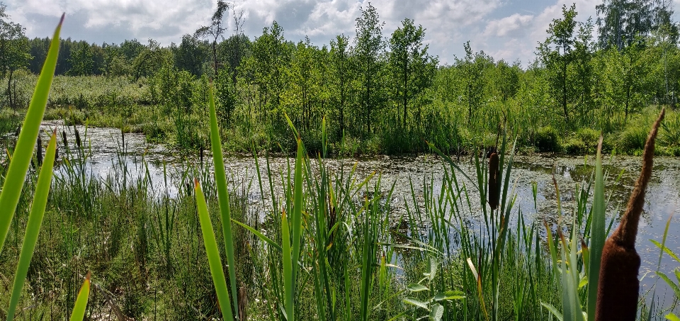 Swamp lithuania wetland water