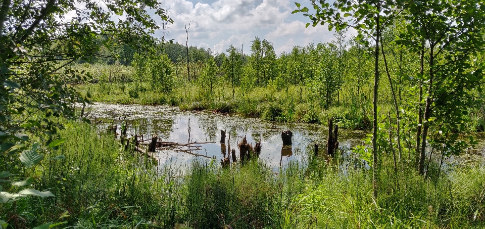 Swamp lithuania wetland water