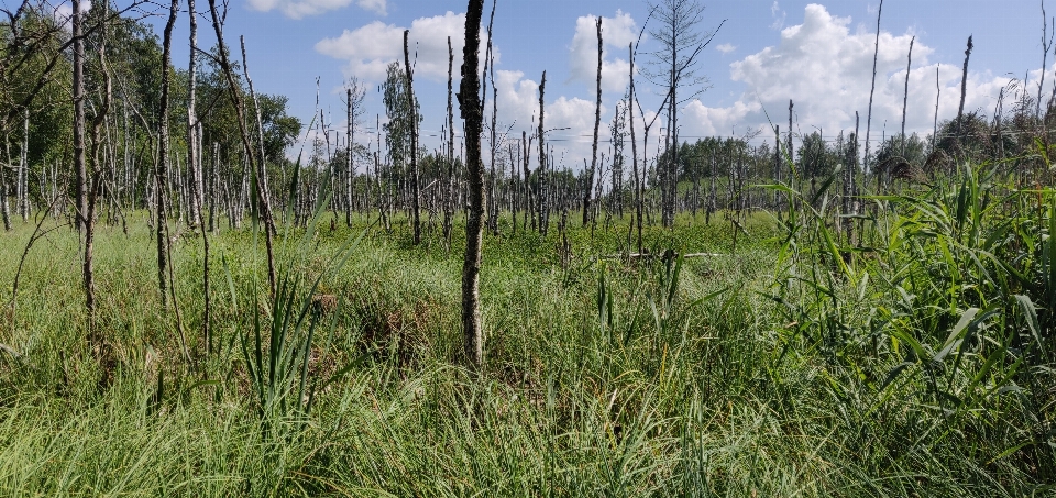 Swamp lithuania wetland water