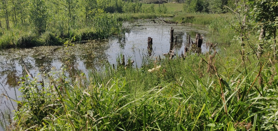 болото Литва вода растения