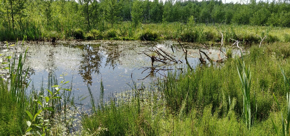 Swamp lithuania wetland water