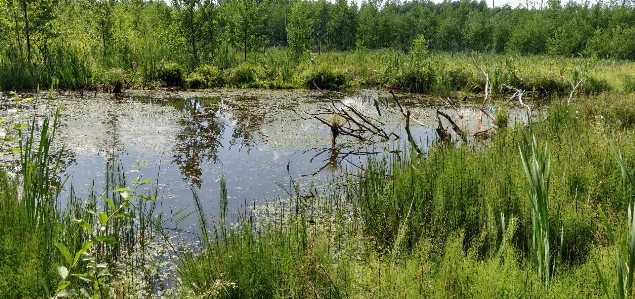 Swamp lithuania wetland water Photo