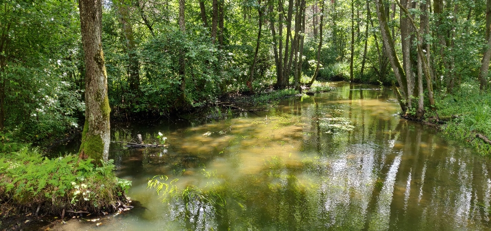 River forest nature plants