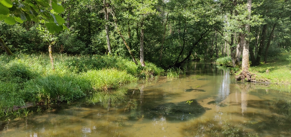 Río bosque naturaleza plantas