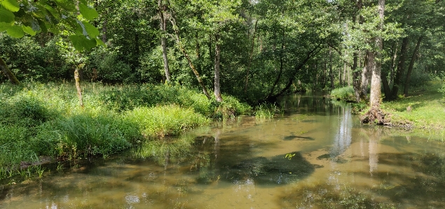 River forest nature plants Photo