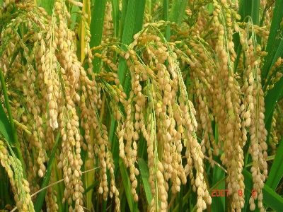 Rice agricultural paddy fields Photo