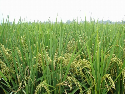 Rice agricultural paddy fields Photo