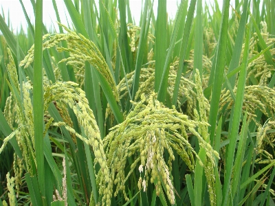 Rice agricultural paddy fields Photo