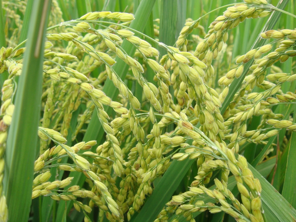 Rice agricultural paddy fields