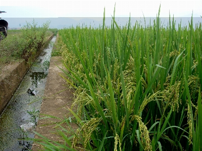 Rice agricultural paddy fields Photo