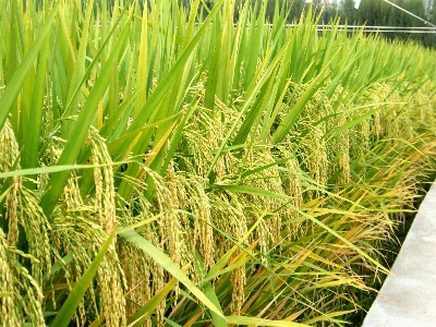 Rice agricultural paddy fields Photo