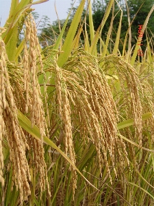 Rice agricultural paddy fields Photo