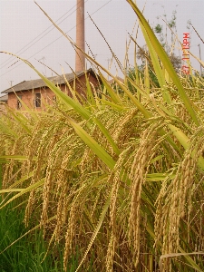 Rice agricultural paddy fields Photo