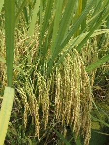 Rice agricultural paddy fields Photo