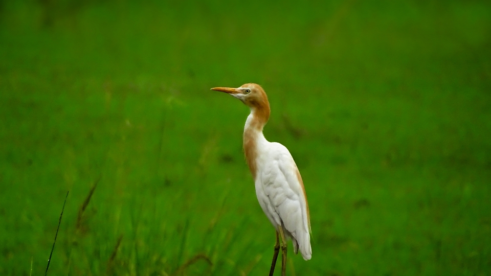 Oiseau grue aigrette héron