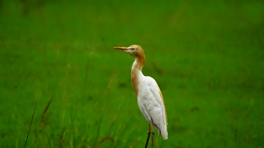 Bird crane egret heron Photo